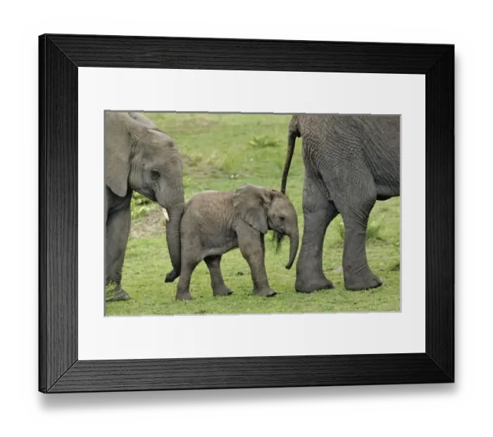 Framed Print : Africa, Tanzania Framed Print : Africa, Tanzania
