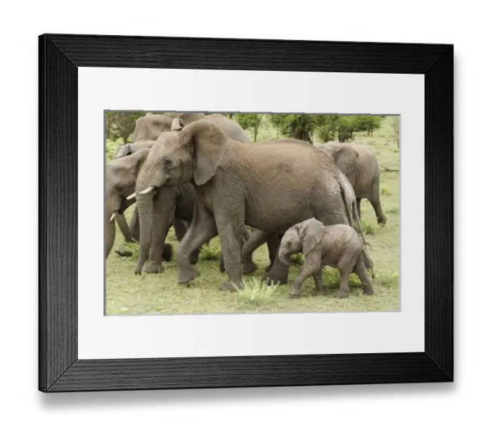 Framed Print : Africa, Tanzania Framed Print : Africa, Tanzania