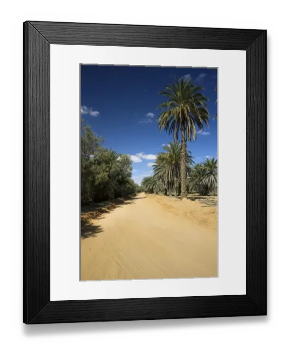 Framed Print : Tunisia, Ksour Area, Ksar Ghilane, date palm oasis