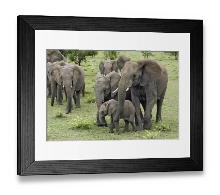 Framed Print : African Elephant Framed Print : African Elephant
