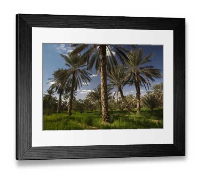 Framed Print : Tunisia, Ksour Area, Ksar Ghilane, date palm oasis Framed Print : Tunisia, Ksour Area, Ksar Ghilane, date palm oasis