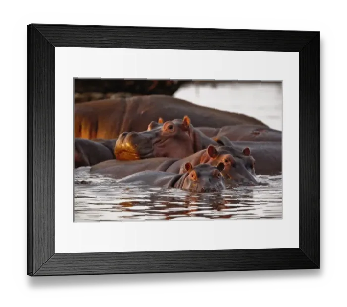 Framed Print : Hippopotamus, Hippopotamus amphibius, Lake Manyara, Lake Manyara National Park, Tanzania Framed Print : Hippopotamus, Hippopotamus amphibius, Lake Manyara, Lake Manyara National Park, Tanzania