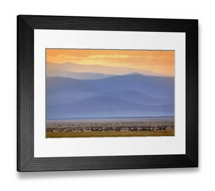 Framed Print : Wildebeest during migration, Connochaetes taurinus, Ngorongoro Crater, Tanzania Framed Print : Wildebeest during migration, Connochaetes taurinus, Ngorongoro Crater, Tanzania