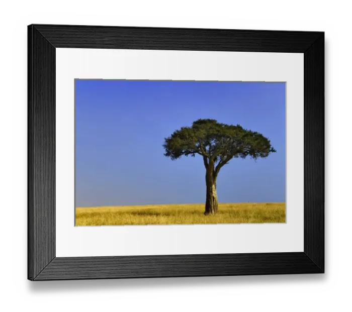 Framed Print : Single Acacia tree on grassy plains, Masai Mara, Kenya