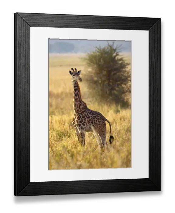 Framed Print : Juvenile Giraffe Framed Print : Juvenile Giraffe