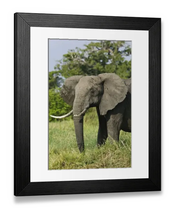 Framed Print : Africa, Kenya Framed Print : Africa, Kenya