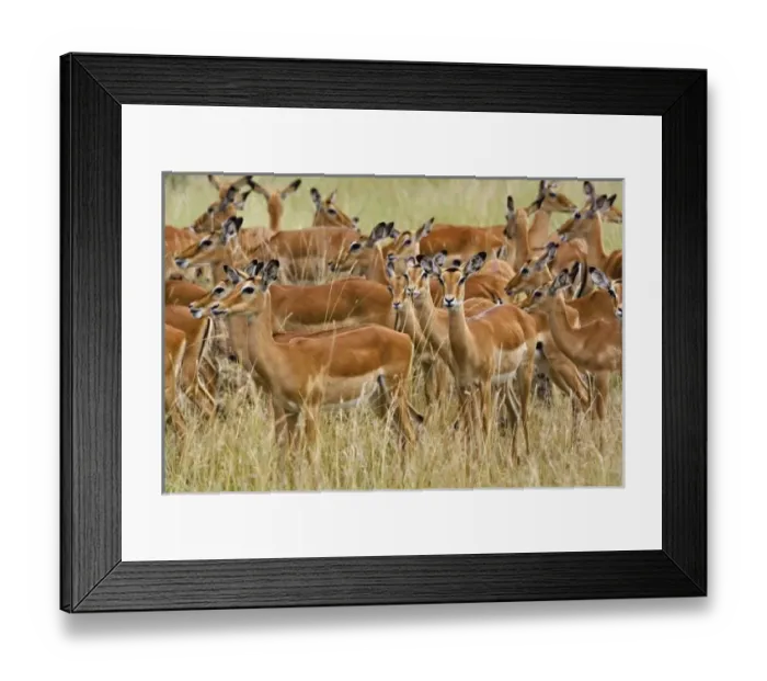 Framed Print : Africa, Kenya Framed Print : Africa, Kenya