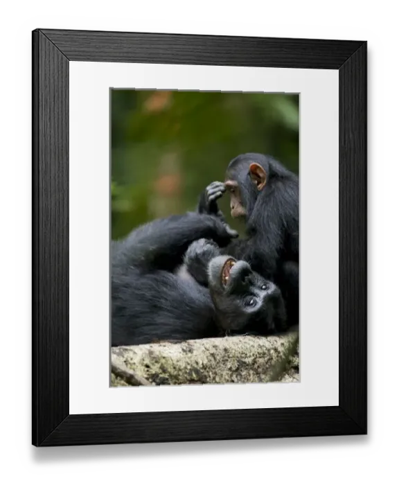 Framed Print : Africa, Uganda, Kibale Forest Reserve, Juvenile Chimpanzee (Pan troglodytes) playing Framed Print : Africa, Uganda, Kibale Forest Reserve, Juvenile Chimpanzee (Pan troglodytes) playing