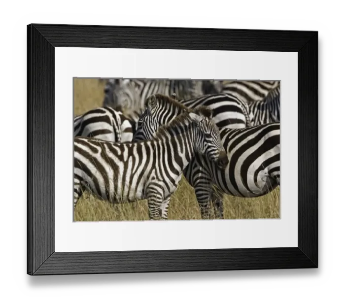 Framed Print : Burchellis Zebra Framed Print : Burchellis Zebra