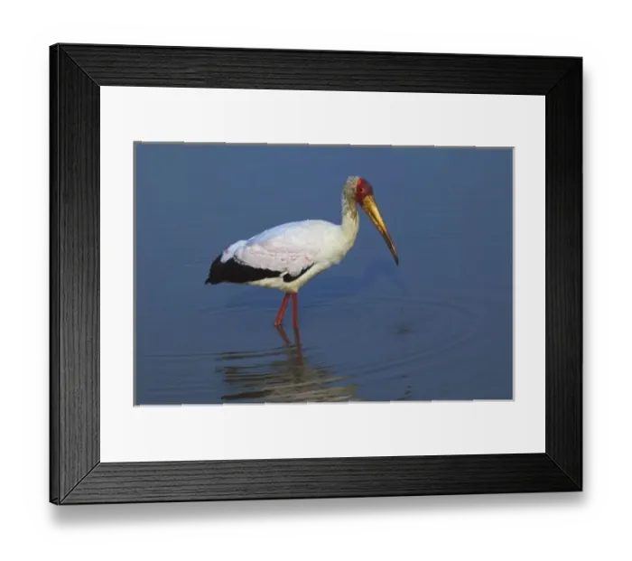 Framed Print : Yellow-billed Stork, Masai Mara, Kenya Framed Print : Yellow-billed Stork, Masai Mara, Kenya