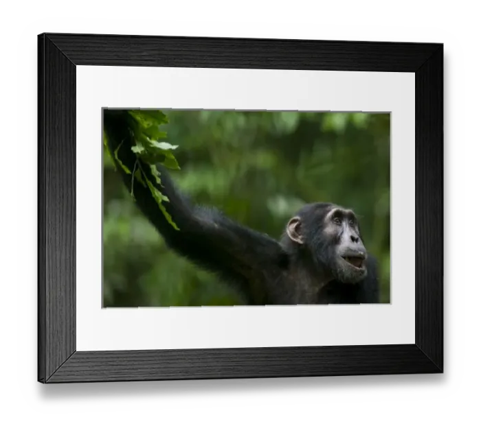 Framed Print : Africa, Uganda, Kibale Forest Reserve, Portrait of adult Chimpanzee (Pan troglodytes) Framed Print : Africa, Uganda, Kibale Forest Reserve, Portrait of adult Chimpanzee (Pan troglodytes)