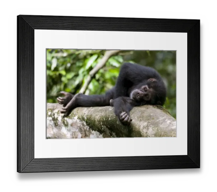 Framed Print : Africa, Uganda, Kibale Forest Reserve, Young Chimpanzee (Pan troglodytes) resting Framed Print : Africa, Uganda, Kibale Forest Reserve, Young Chimpanzee (Pan troglodytes) resting