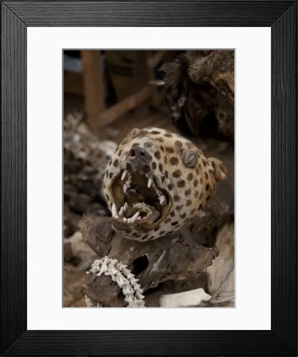 Framed Print : Africa, Togo. Lome Voodoo Fetish Market. Local market where animal bone, skin Framed Print : Africa, Togo. Lome Voodoo Fetish Market. Local market where animal bone, skin