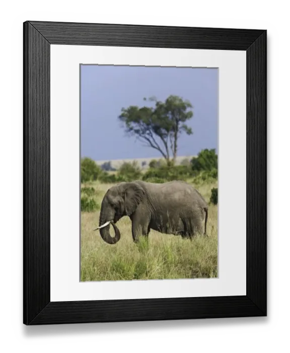 Framed Print : Africa, Kenya Framed Print : Africa, Kenya