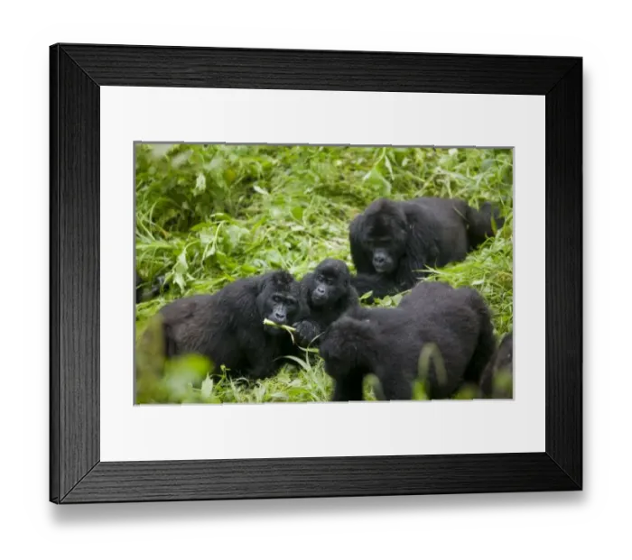 Framed Print : Africa, Uganda, Bwindi Impenetrable National Park, Mountain Gorilla troupe (Gorilla