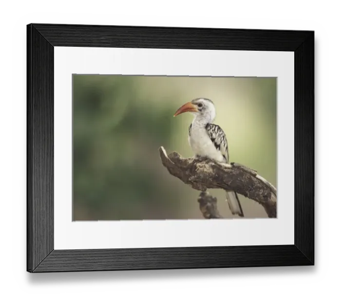 Framed Print : Kenya, Sumburu Framed Print : Kenya, Sumburu