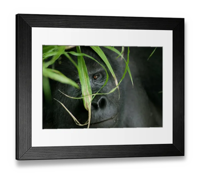 Framed Print : Africa, Uganda, Bwindi Impenetrable National Park, Adult Mountain Gorilla (Gorilla Framed Print : Africa, Uganda, Bwindi Impenetrable National Park, Adult Mountain Gorilla (Gorilla