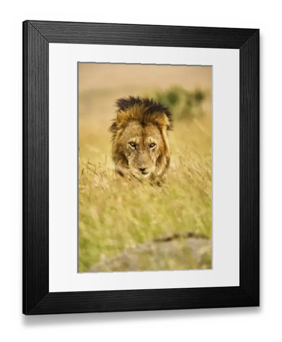 Framed Print : Africa, Kenya Framed Print : Africa, Kenya
