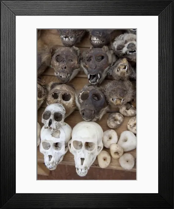 Framed Print : Africa, Togo. Lome Voodoo Fetish Market. Local market where animal bones, skin
