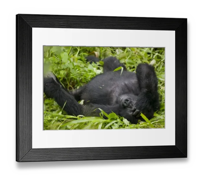 Framed Print : Africa, Uganda, Bwindi Impenetrable National Park, Adult Mountain Gorilla (Gorilla Framed Print : Africa, Uganda, Bwindi Impenetrable National Park, Adult Mountain Gorilla (Gorilla