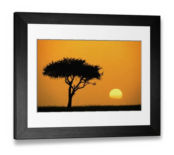 Framed Print : Single Acacia tree Framed Print : Single Acacia tree