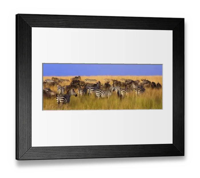 Framed Print : Burchells Zebras Framed Print : Burchells Zebras