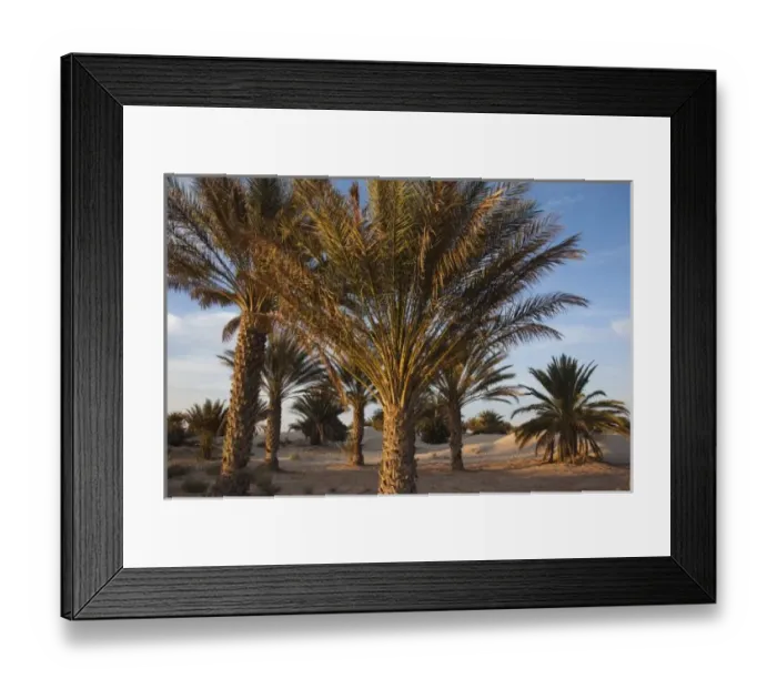 Framed Print : Tunisia, Sahara Desert, Douz, Great Dune, palm trees, dawn Framed Print : Tunisia, Sahara Desert, Douz, Great Dune, palm trees, dawn