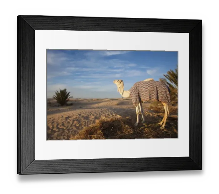 Framed Print : Tunisia, Sahara Desert, Douz, Great Dune, camel, dawn Framed Print : Tunisia, Sahara Desert, Douz, Great Dune, camel, dawn