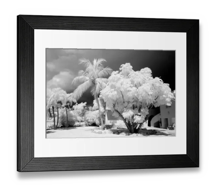 Framed Print : Florida Keys house and its palm trees, USA Framed Print : Florida Keys house and its palm trees, USA