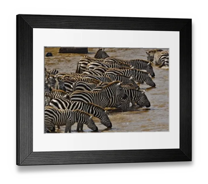 Framed Print : Herd of Burchell s Framed Print : Herd of Burchell s