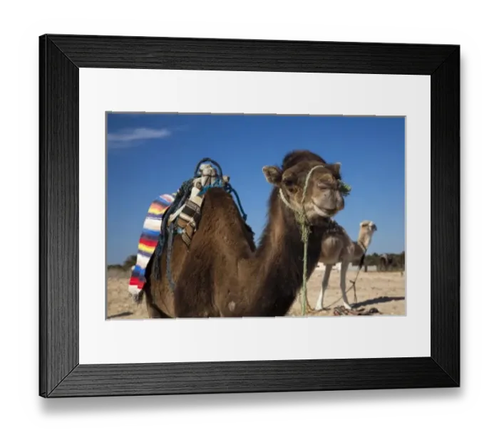 Framed Print : Tunisia, Sahara Desert, Douz, Zone Touristique, Great Dune, camels Framed Print : Tunisia, Sahara Desert, Douz, Zone Touristique, Great Dune, camels