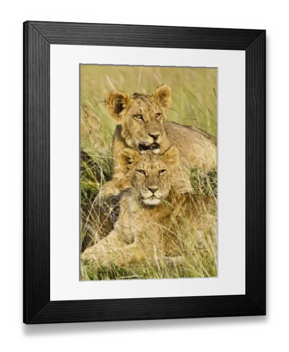 Framed Print : Africa, Kenya Framed Print : Africa, Kenya