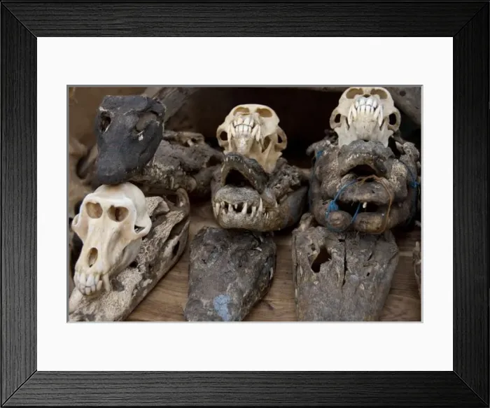 Framed Print : Africa, Togo. Lome Voodoo Fetish Market. Local market where animal bone Framed Print : Africa, Togo. Lome Voodoo Fetish Market. Local market where animal bone