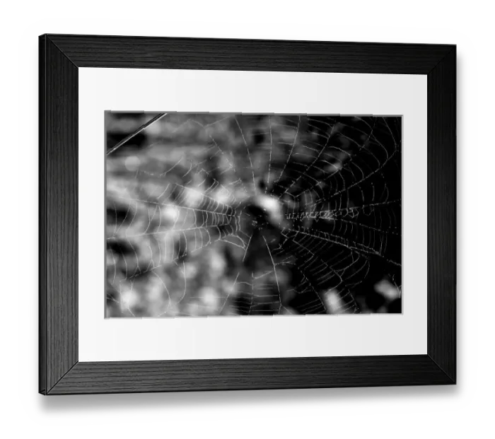 Framed Print : Spider webs make compelling shapes