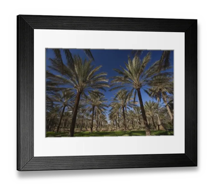 Framed Print : Tunisia, Sahara Desert, Douz, Zone Touristique, Date Palmeraie Framed Print : Tunisia, Sahara Desert, Douz, Zone Touristique, Date Palmeraie