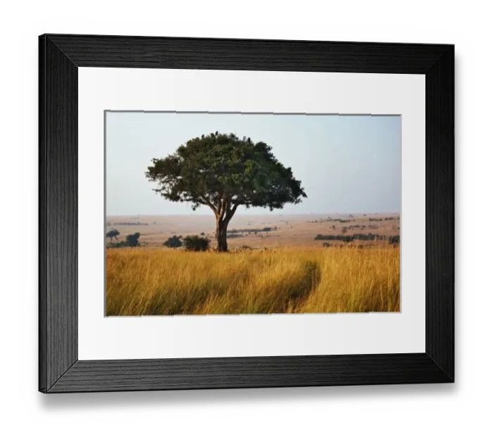 Framed Print : Single acacia tree on grassy plains, Masai Mara, Kenya Framed Print : Single acacia tree on grassy plains, Masai Mara, Kenya