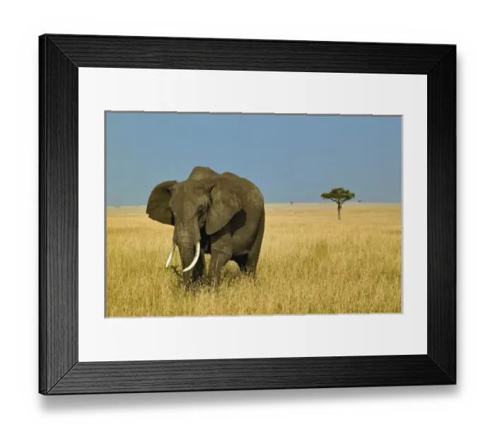 Framed Print : Africa, Kenya