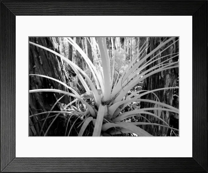 Framed Print : Epiphytic tillandsia are common in the Florida, USA Framed Print : Epiphytic tillandsia are common in the Florida, USA