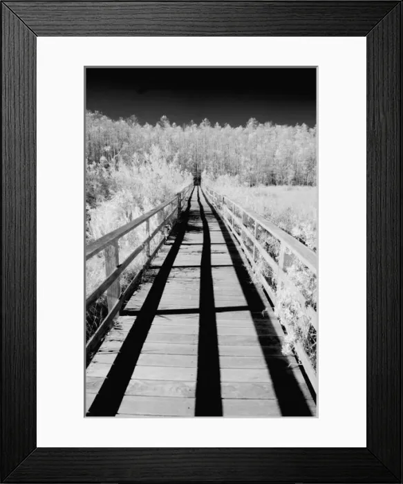 Framed Print : Corkscrew Swamp Sanctuary boardwalk, Florida, USA Framed Print : Corkscrew Swamp Sanctuary boardwalk, Florida, USA