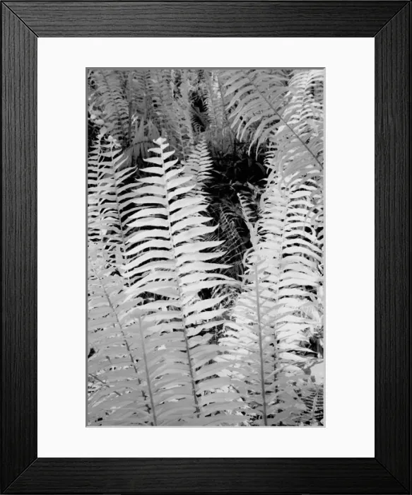 Framed Print : Wild giant leather fern, Florida, USA Framed Print : Wild giant leather fern, Florida, USA