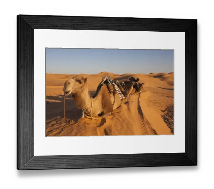 Framed Print : Tunisia, Ksour Area, Ksar Ghilane, Grand Erg Oriental Desert, camel caravan