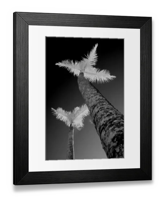 Framed Print : Two infrared palm trees