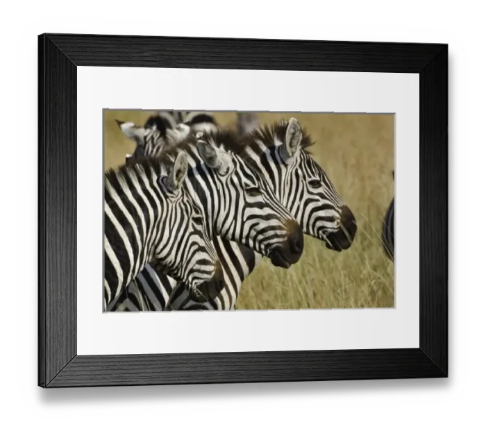 Framed Print : Africa, Kenya Framed Print : Africa, Kenya