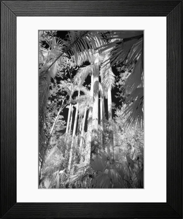 Framed Print : Native Royal Palms in Fakahatchee Strand, Florida, USA