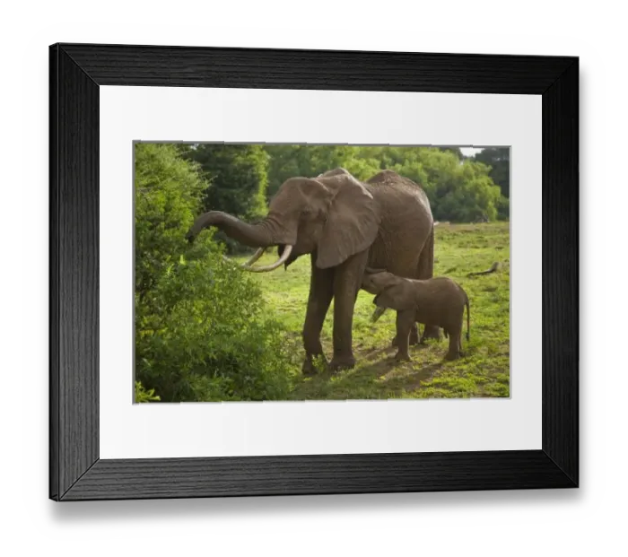 Framed Print : Africa, Tanzania Framed Print : Africa, Tanzania