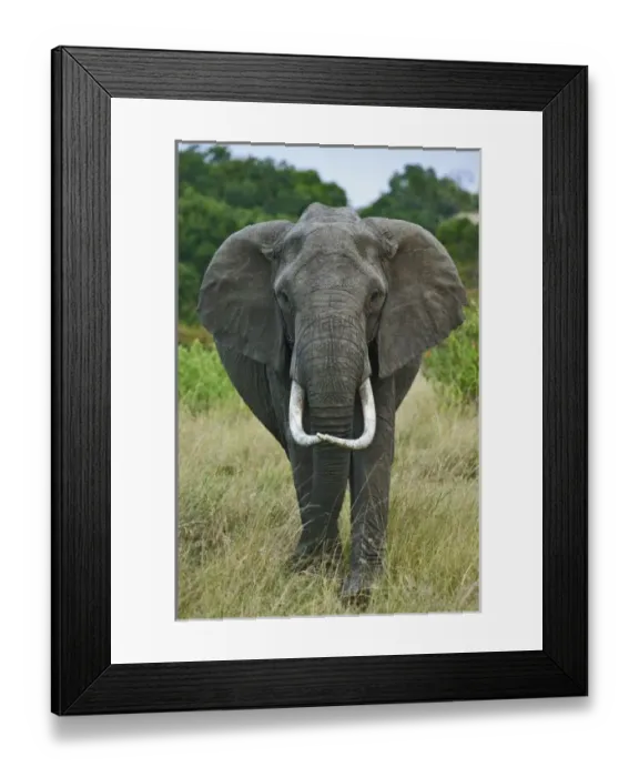 Framed Print : African Elephantna loxodonta, Masai Mara Game Reserve, Kenya Framed Print : African Elephantna loxodonta, Masai Mara Game Reserve, Kenya