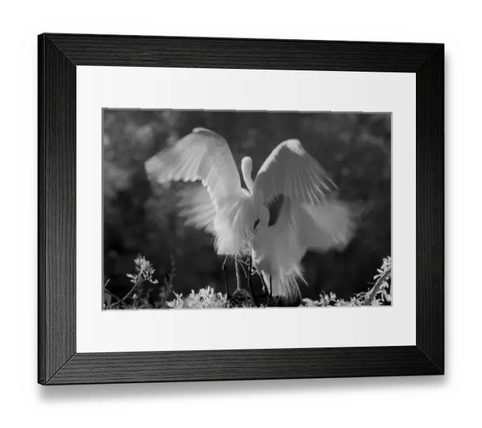 Framed Print : USA, Florida, Great Egret (Ardea alba) infrared image Framed Print : USA, Florida, Great Egret (Ardea alba) infrared image