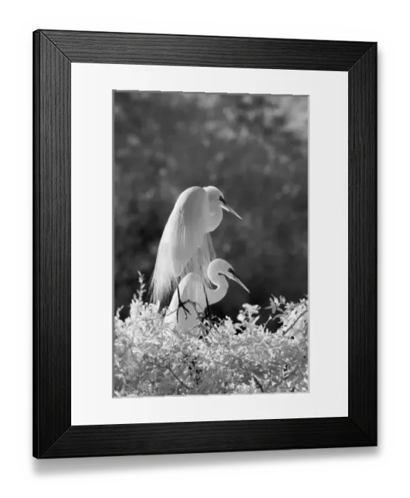 Framed Print : USA, Florida, Great Egret (Ardea alba) infrared image Framed Print : USA, Florida, Great Egret (Ardea alba) infrared image