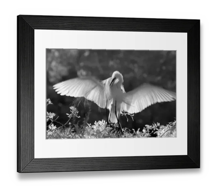 Framed Print : USA, Florida, Great Egret (Ardea alba) infrared image Framed Print : USA, Florida, Great Egret (Ardea alba) infrared image