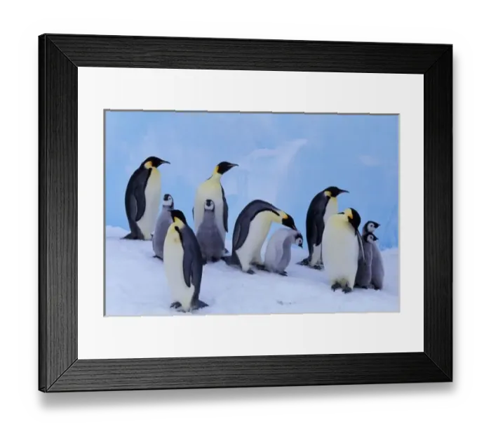Framed Print : Antarctica, Emporer Penguin ((Aptenodytes forsteri), adults and chicks Framed Print : Antarctica, Emporer Penguin ((Aptenodytes forsteri), adults and chicks